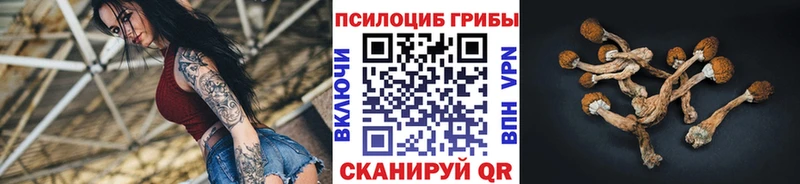 наркошоп  Жуковка  Псилоцибиновые грибы Psilocybe 